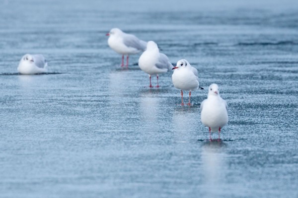 Black-headed gulls on frozen pond