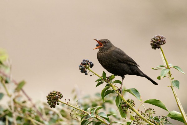 Blackbird eating a berry