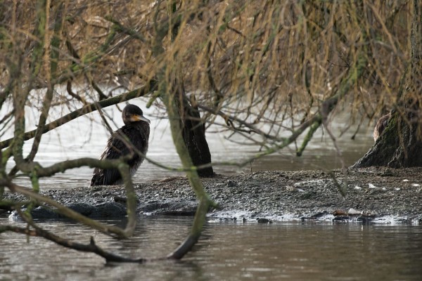 Cormorant