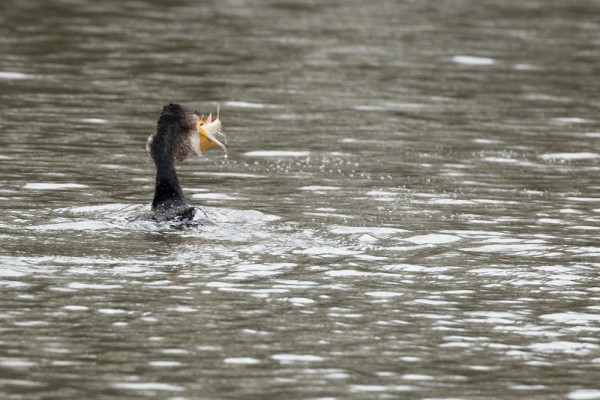 Cormorant with fish