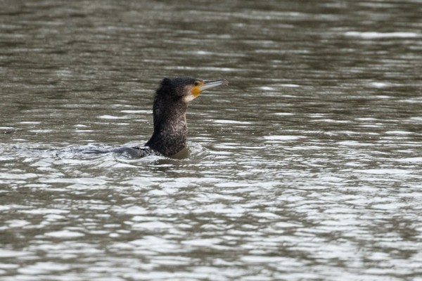 cormorant