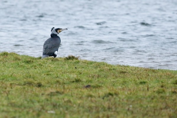 Cormorant in breeding plumage