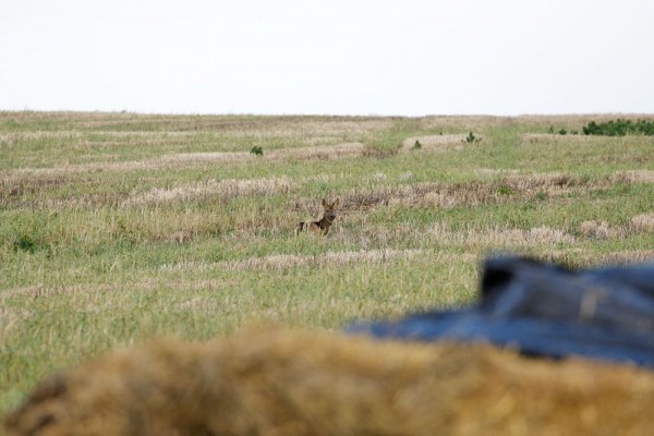 roe deer