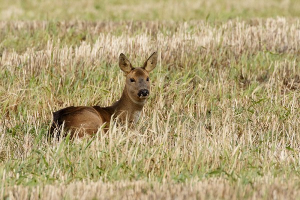 roe deer