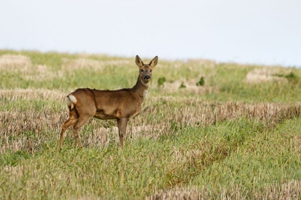 roe deer