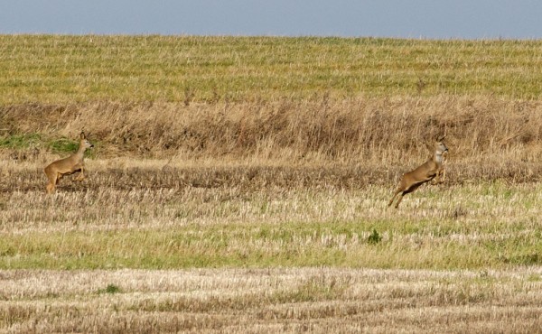 roe deer