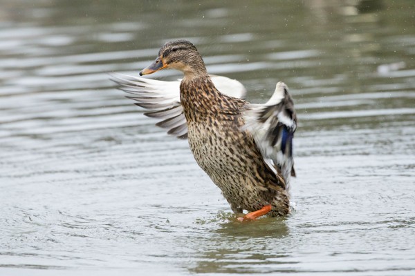 female mallard