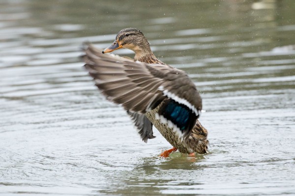 female mallard