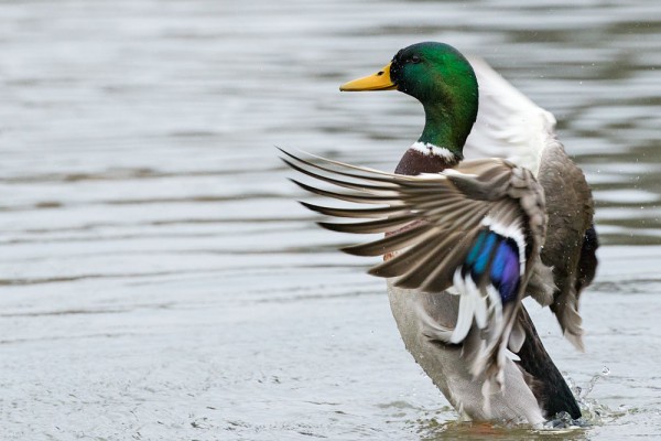 male mallard