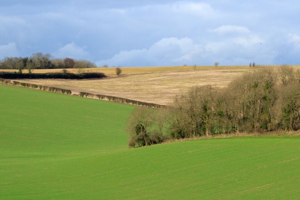 fields