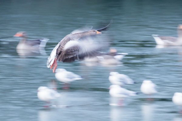 slow pan shot of greylag goose