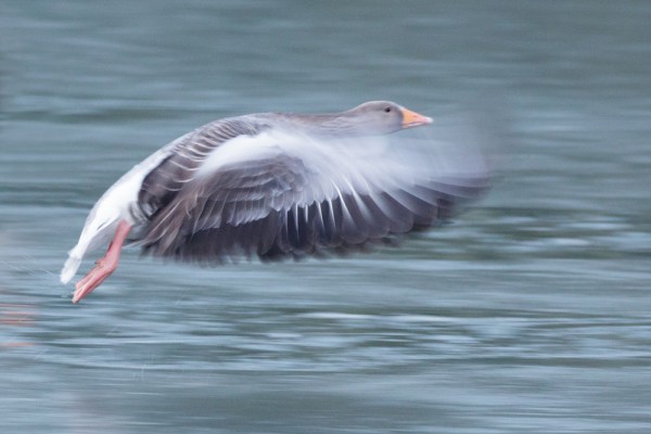 slow pan shot of greylag goose