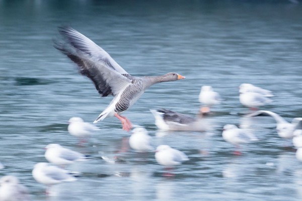 slow pan shot of greylag goose