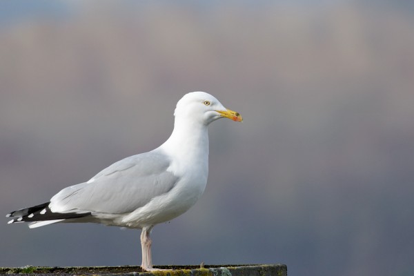 herring gull