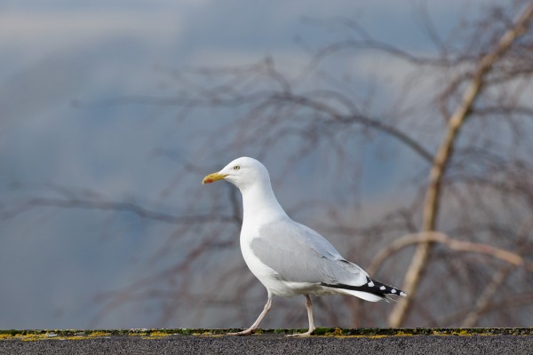 Herring gull