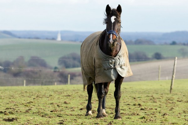 horse
