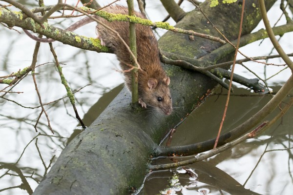 rat climbing down tree