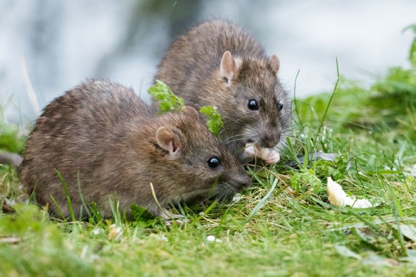 Two rats