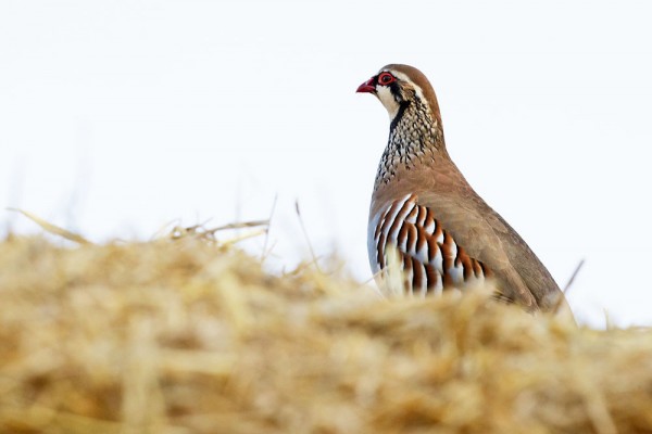 Red legged partridge