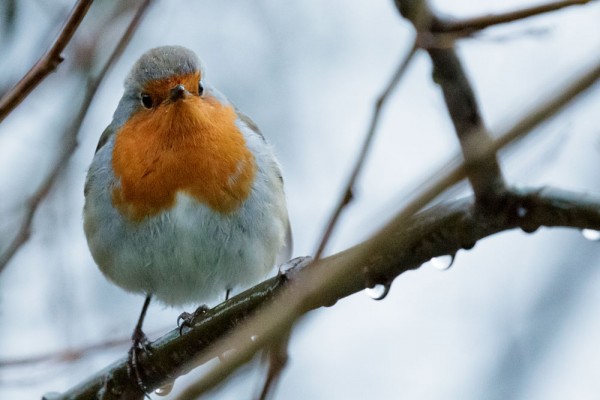 robin