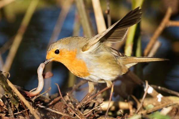robin catching a worm