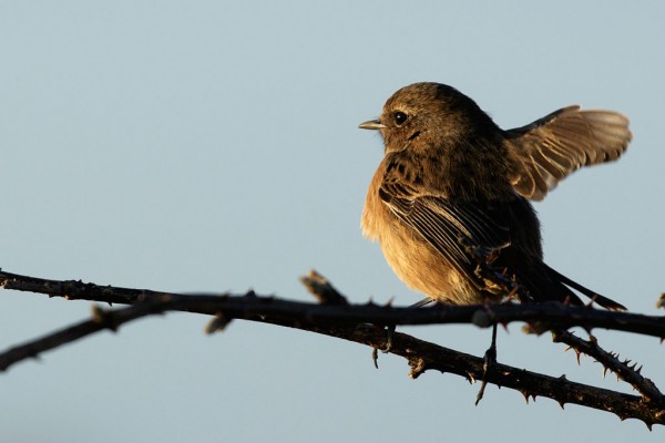 Stonechat