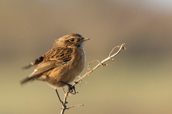 Stonechat