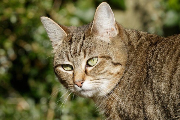 Cat's Eyes