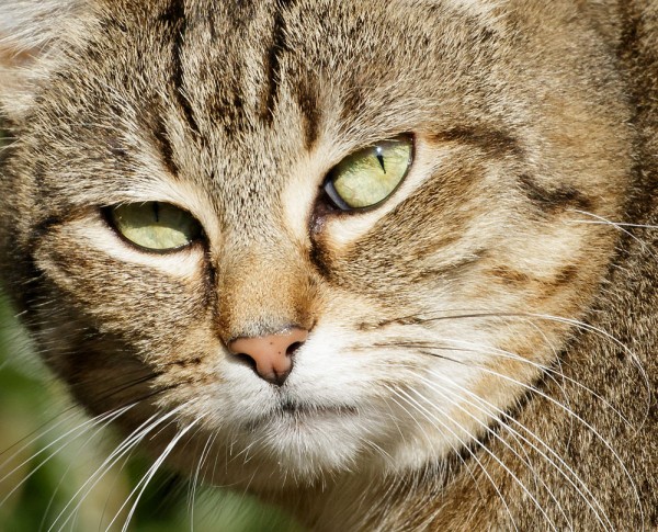 Cat's Eyes