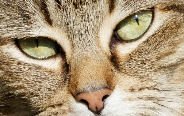Cat's Eyes