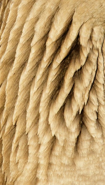 greylag neck