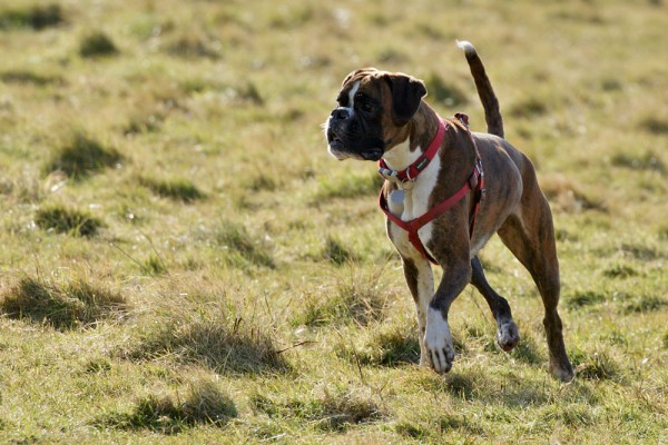 Boxer dog running