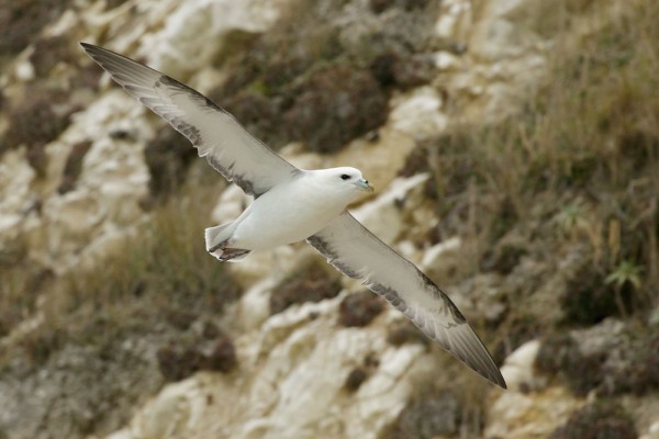 fulmar