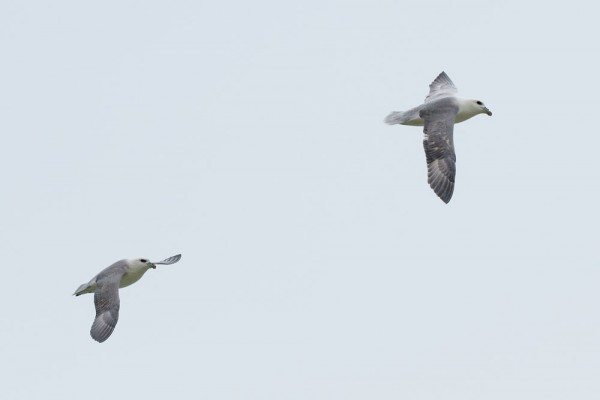 fulmars