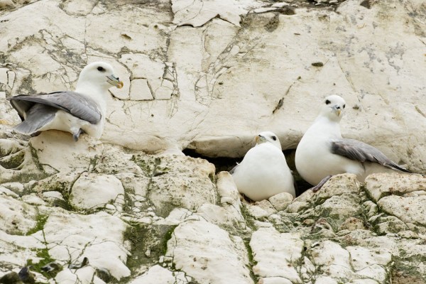 three fulmars