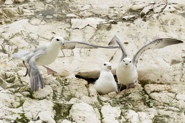 fulmars