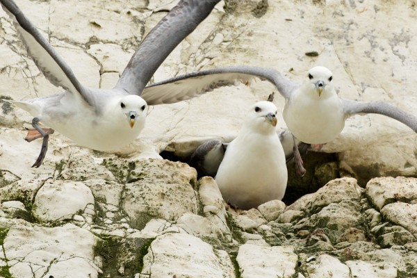 fulmars