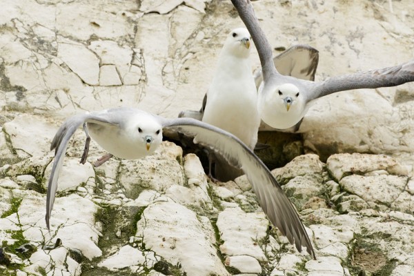 fulmars