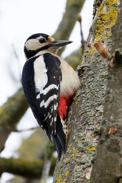 Great Spotted Woodpecker 