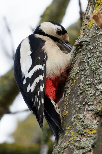 Great Spotted Woodpecker 
