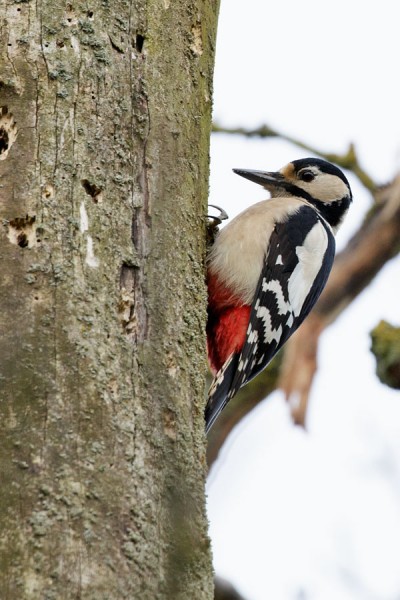 Great Spotted Woodpecker 
