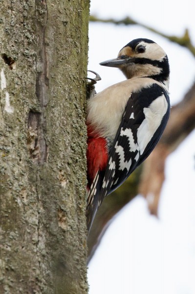 Great Spotted Woodpecker 