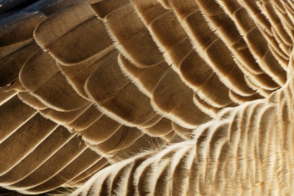 Greylag goose wing detail 