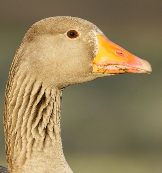 Greylag goose
