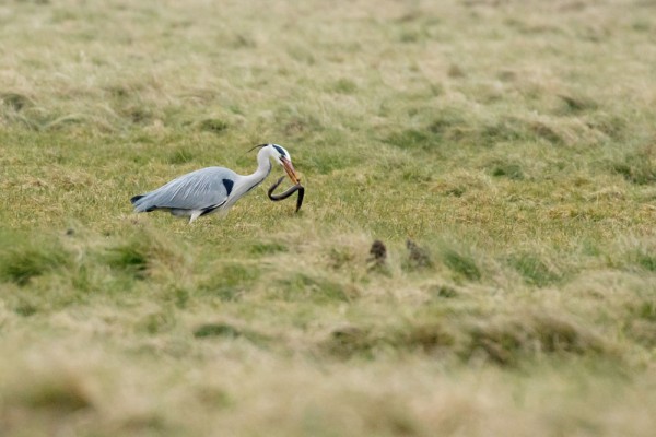 heron and eel
