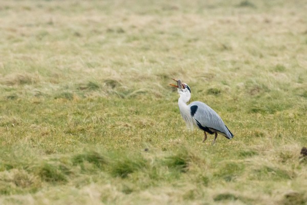 heron and eel
