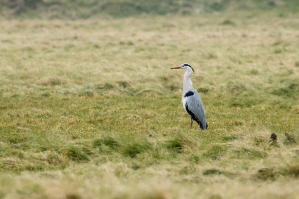 heron and eel