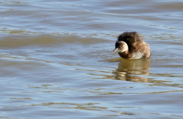 little grebe