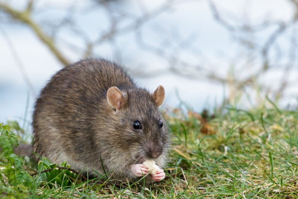 rat