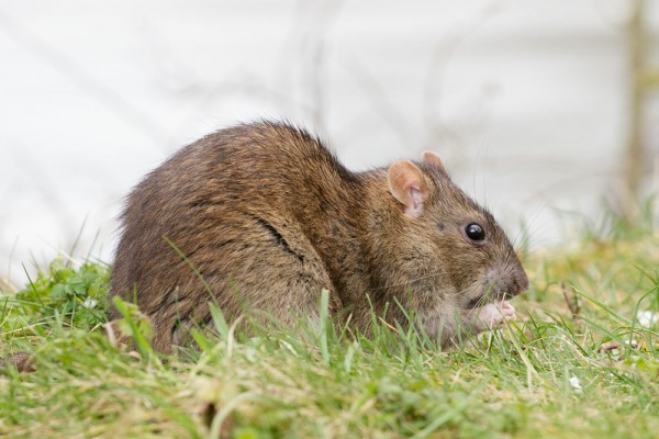rat